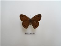 藏品(寶島波眼蝶)的圖片